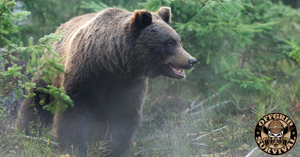 Bear in the woods