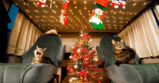 Cats inside an RV