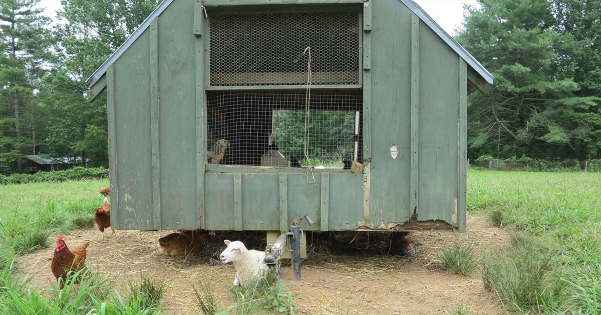 A homemade Chicken Coup