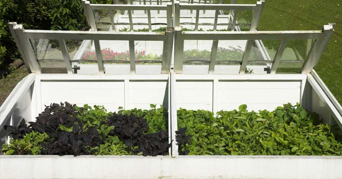 vegetables grown in a cold frame garden 