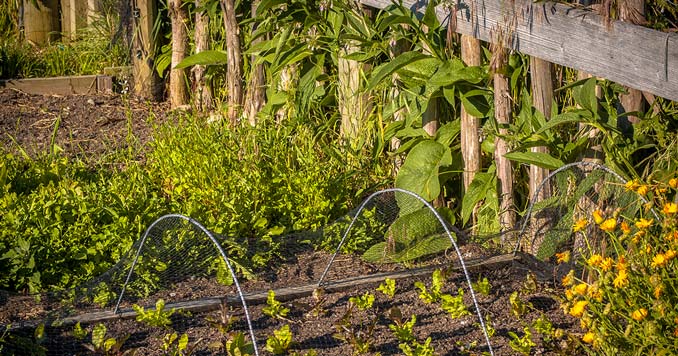 Backyard companion Garden