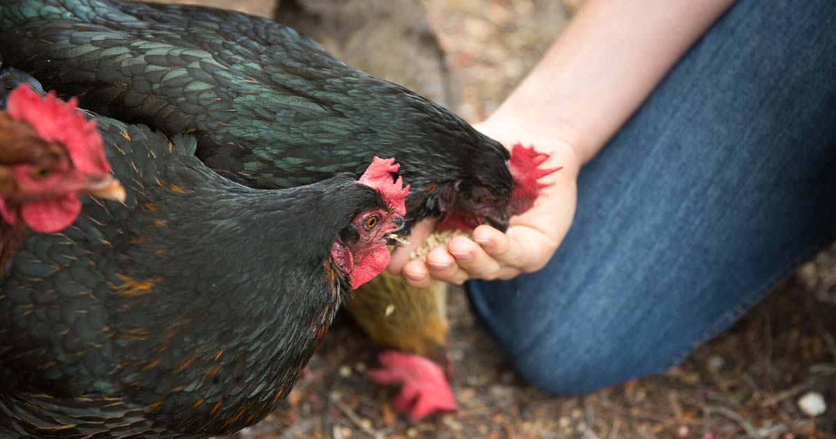 Feeding Backyard Chickens