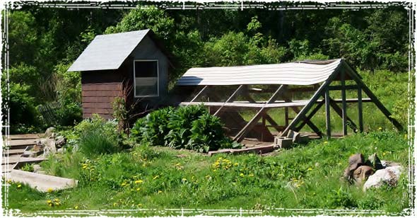 Garden and Chicken Coup