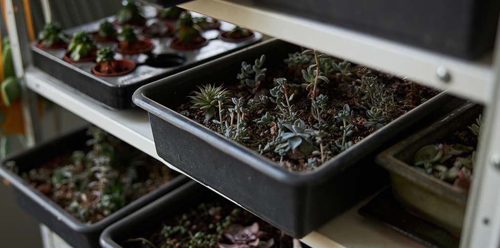 Sunlight Control for Plants