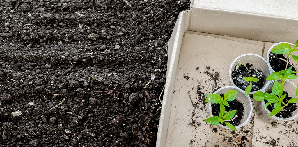 Good Plant Soil