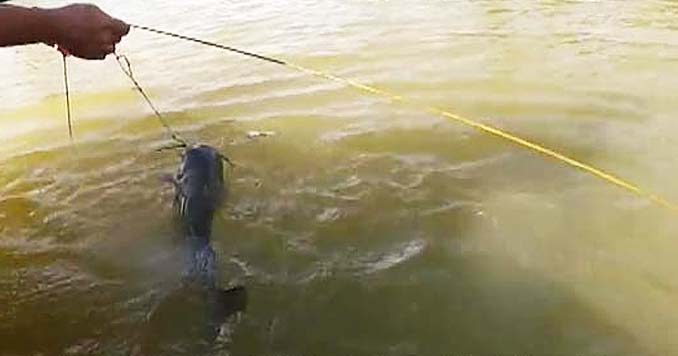 Catching Catfish with Trotlines