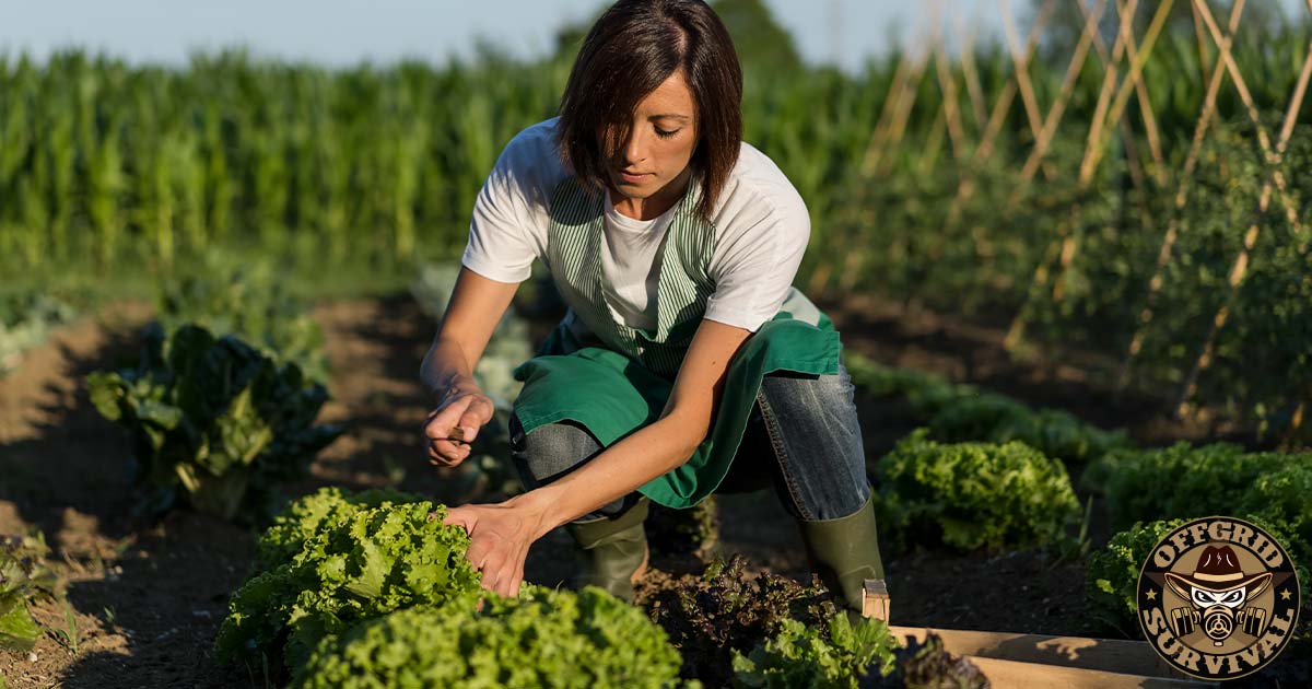 survivalgardening Survival Gardening: Tips for Successful Companion Planting