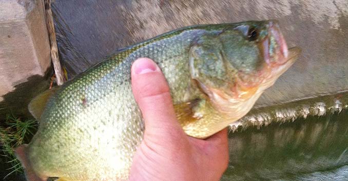 Urban Fishing 